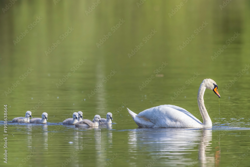 Fototapeta premium Mute swan mother leading cygnets swimming in green water