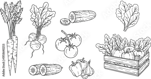 A collection of organic vegetables including carrots radishes cucumbers tomatoes bell peppers and garlic in a wooden crate hand drawn vector illustration doodle art
