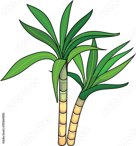 Sugarcane plant illustration with green leaves isolated on white background