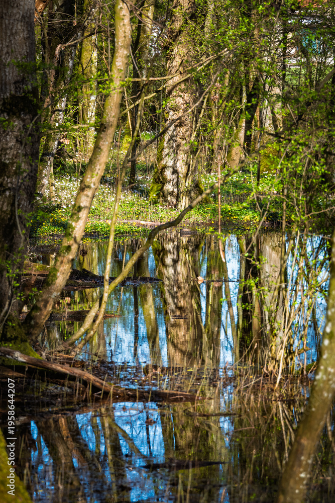 Obraz premium Reflet de troncs d'arbres dans une forêt marécageuse inondée au printemps