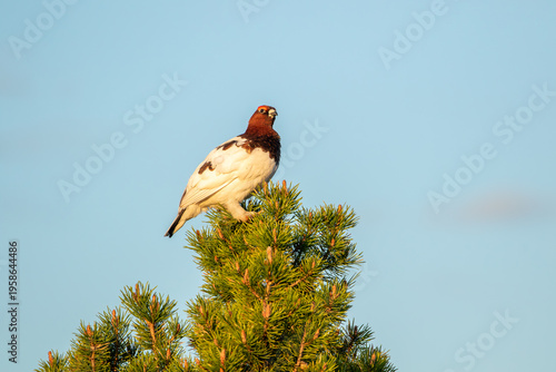 Male Willow ptarmigan, Lagopus lagopus perched on a pine branch during nightless night in Finnish Lapland, Northern Europe