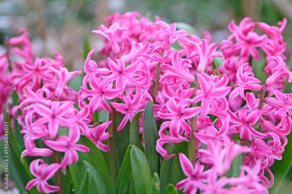Fototapeta premium Hyacinthus orientalis, hyacinth ‘Pink Festival’ in flower.