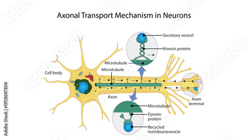 Axonal Transport Mechanism in Neurons
Diagram showing anterograde and retrograde axonal transport along microtubules via kinesin and dynein proteins.