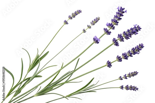 Bunch of lavender flowers isolated on transparent background