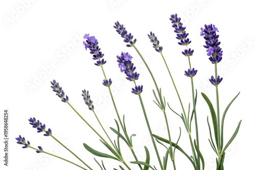 Bunch of lavender flowers isolated on transparent background