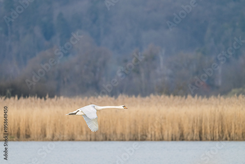 Schwan im Flug