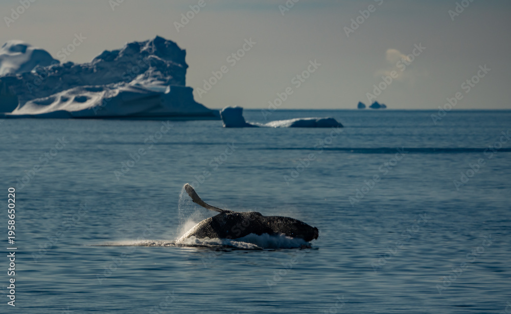 Fototapeta premium Continental Landing , Partal Point Antartica on a calm sunny day