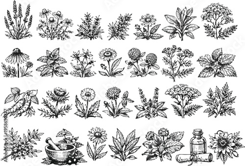 Retro Botanical Engraving Collection - Vector Set of Organic Herbs, Wildflowers, and Herbal Medicine Symbols in Sketch Style.