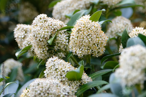 White Skimmia Japonica ‘Fragrans’ in flower.