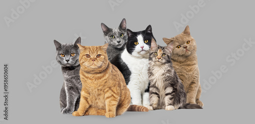 Domestic cats group sitting on gray background