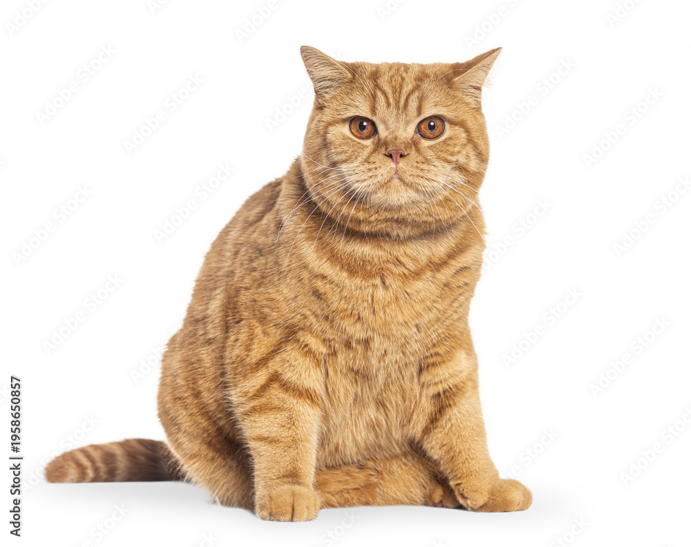 Fototapeta premium Ginger british shorthair cat sitting looking at camera
