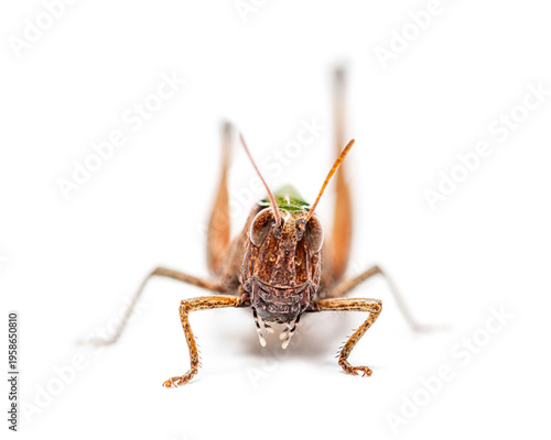 Woodland grasshopper omocestus rufipes standing on white background