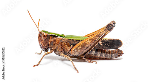 Woodland grasshopper omocestus rufipes standing on white background