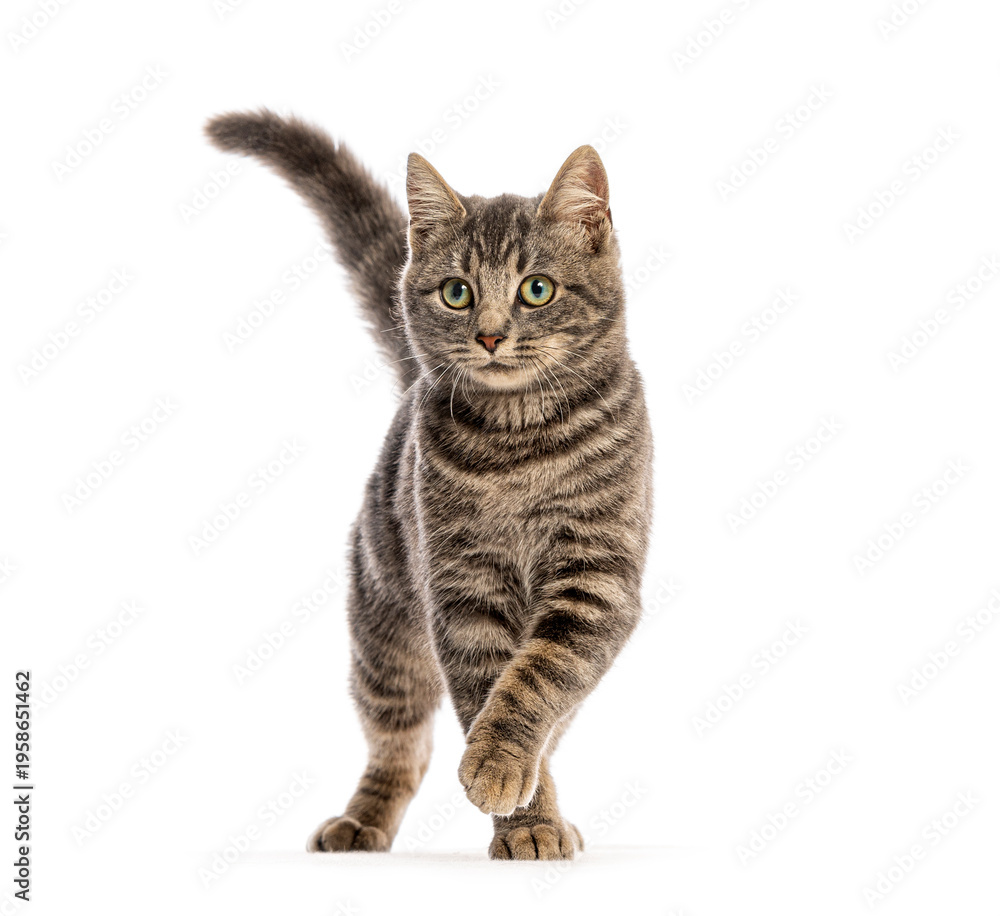 Fototapeta premium Mixed-breed cat kitten walking looking at camera foreground