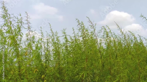 Tall Green Plants Swaying in the Wind Under a Cloudy Sky