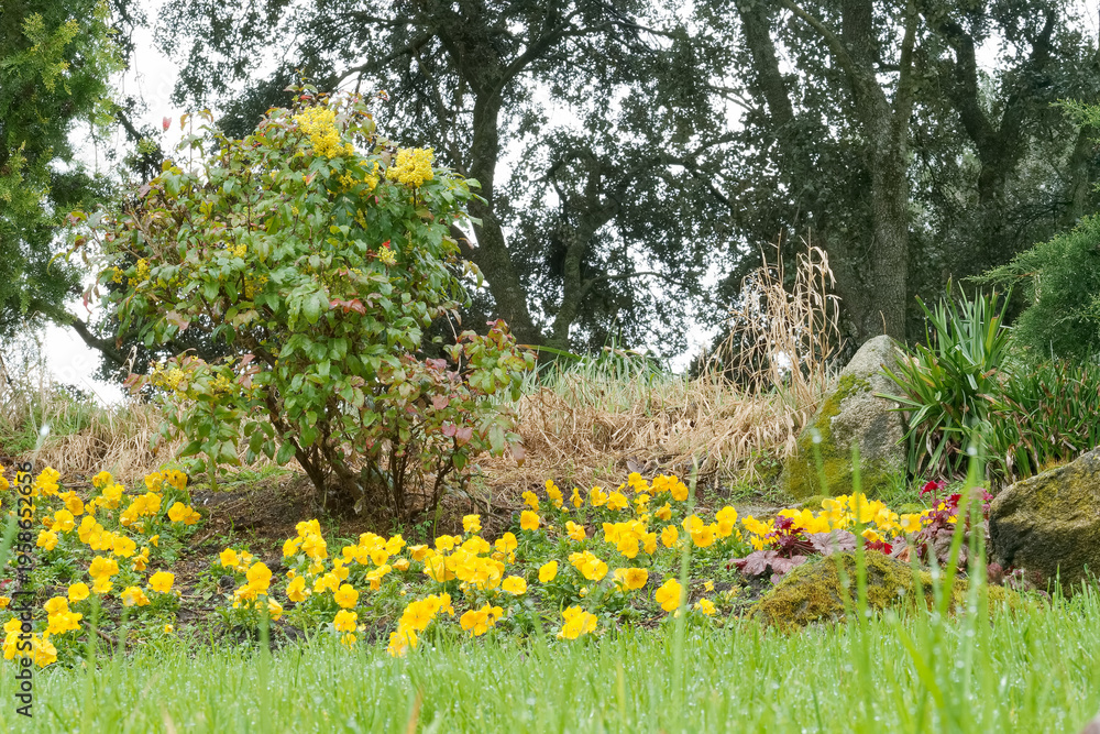 Obraz premium Bright yellow flowers bloom in a garden with trees and rocks during a cloudy day in spring