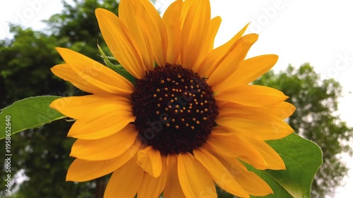 Vibrant Sunflower with Bright Yellow Petals and Dark Center Against Green Leaves and Trees