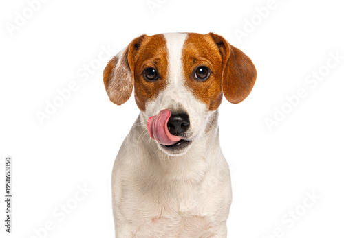 Quadro su tela Jack russell terrier puppy licking nose wanting food