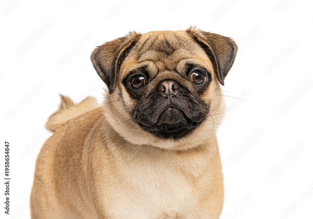 Obraz premium Pug dog looking at camera with wrinkled face