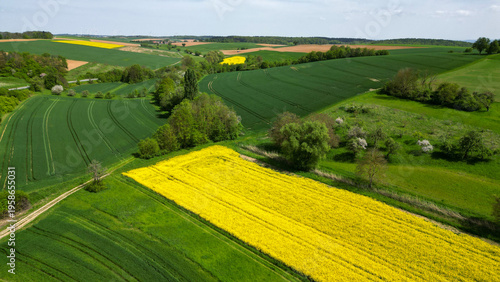 Fotografía A rapeseed field in bloom, seen from above