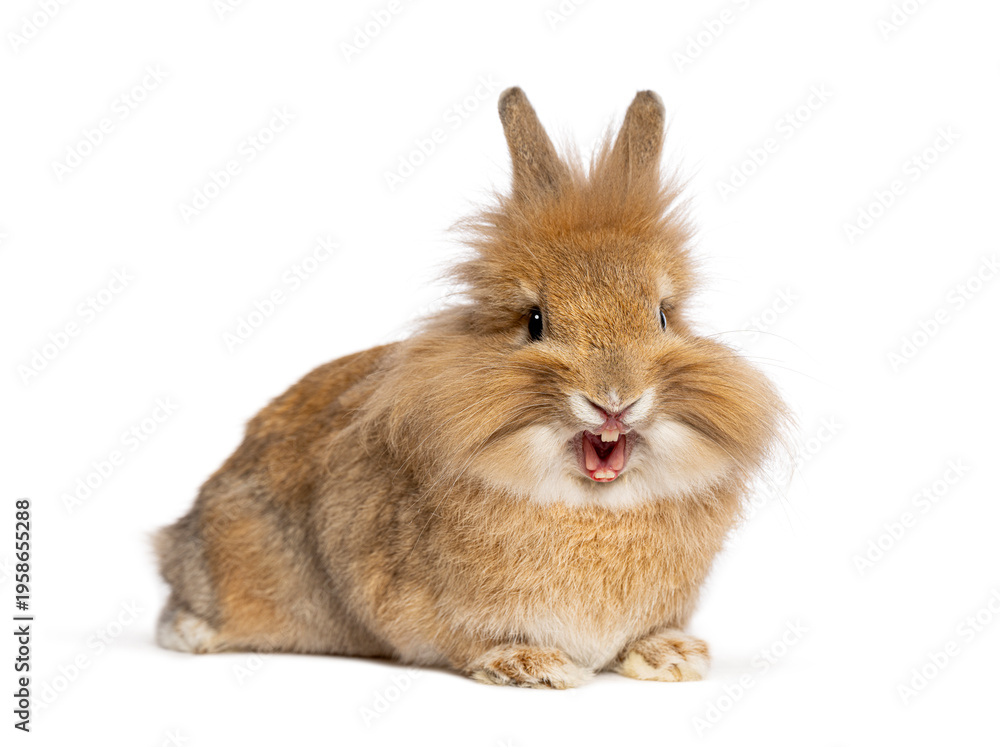 Fototapeta premium Lionhead dwarf rabbit yawning on white background