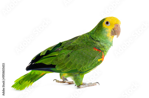 Yellow headed amazon parrot bird standing on white background