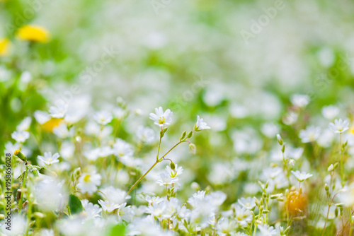 small white wildflowers in a spring meadow with soft bokeh and shallow depth of field.
