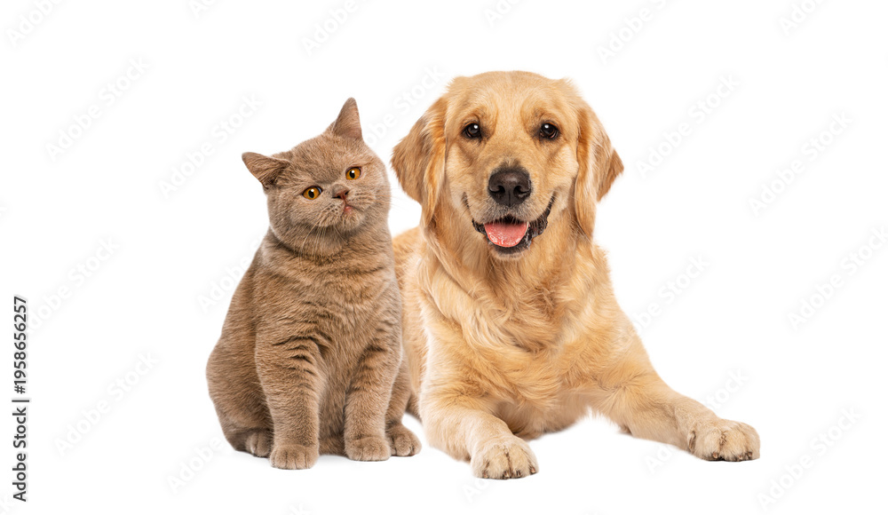 Fototapeta premium Golden retriever dog and cat showing friendship concept