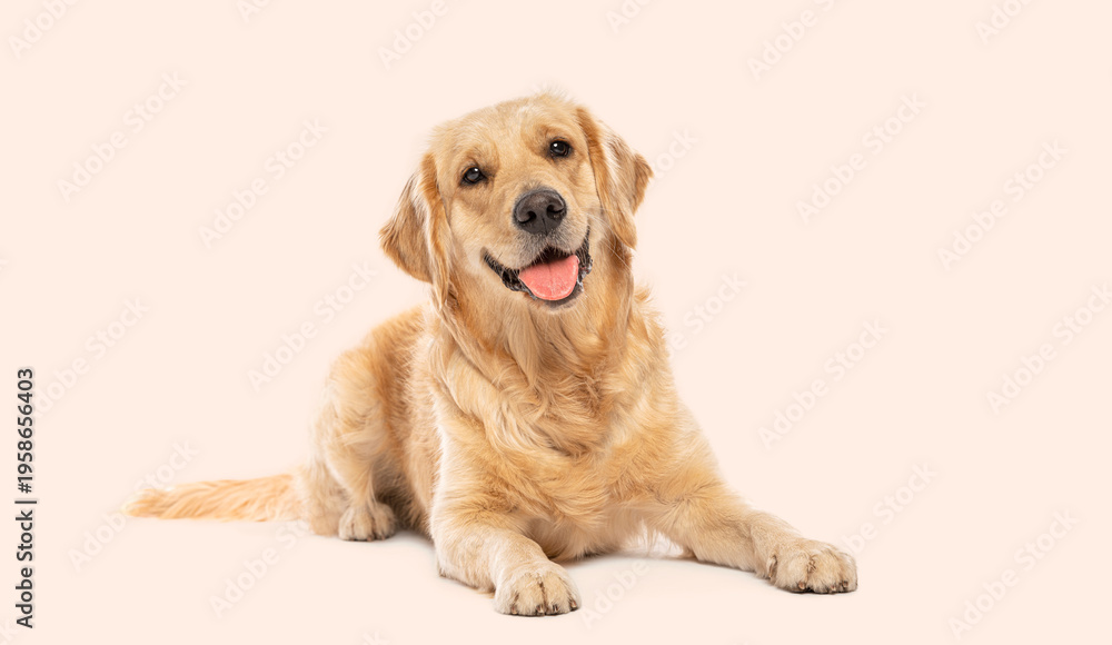 Obraz premium Golden retriever dog lying down with happy expression