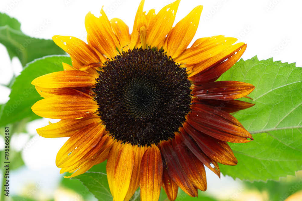 Obraz premium Sunflower on white sky