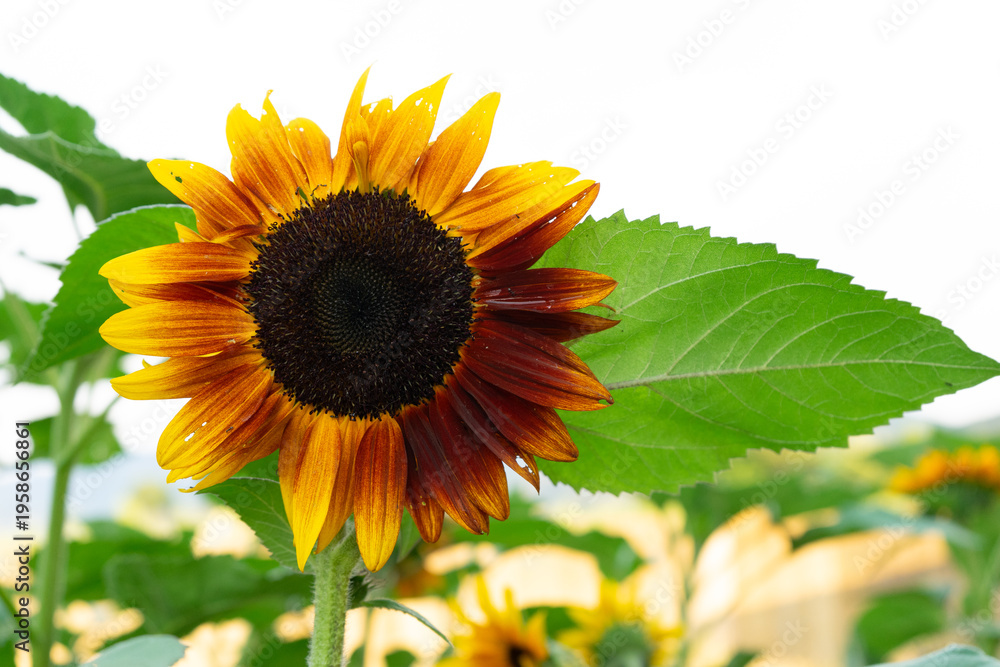 Obraz premium Sunflower isolated on white