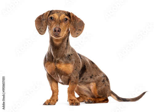 Dapple dachshund dog sitting looking at camera