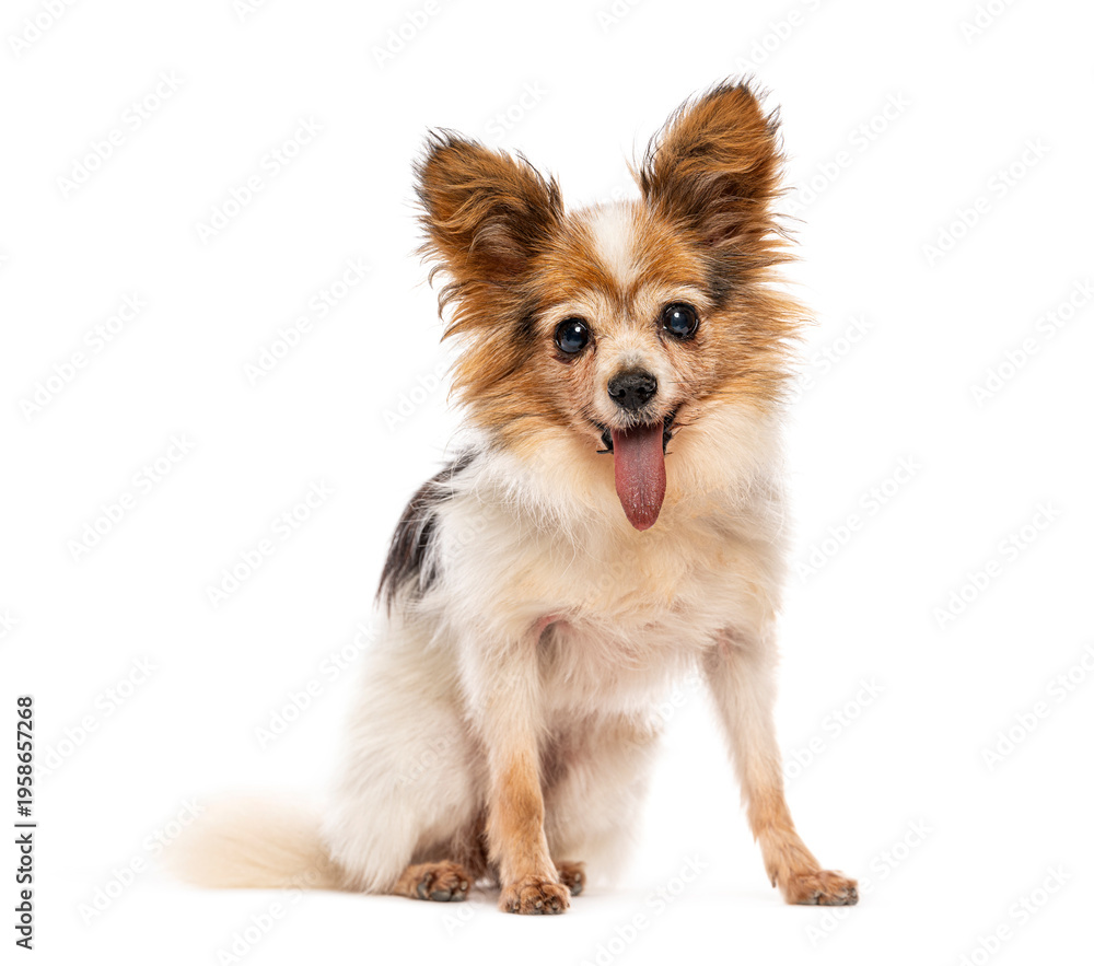 Fototapeta premium Papillon dog sitting and smiling with tongue out