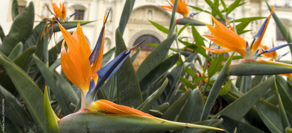 custom made wallpaper toronto digitalHistoric colonial church framed by tropical flowers under a cloudy sky, blending architecture and nature in a picturesque Latin American cultural landmark.