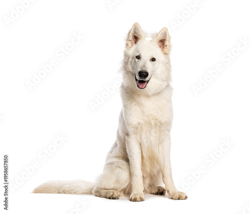 White swiss shepherd dog sitting panting, looking at camera