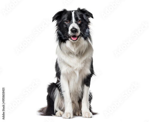 Border collie dog sitting looking at camera
