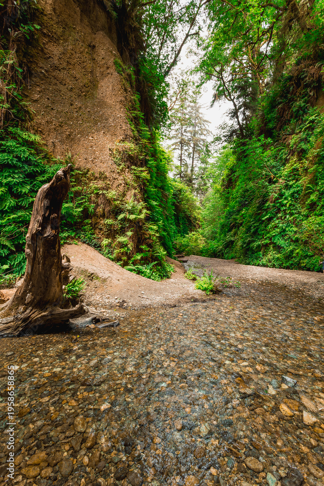 Obraz premium Lush Greenery of Fern Canyon, Prairie Creek Redwoods State Park, California