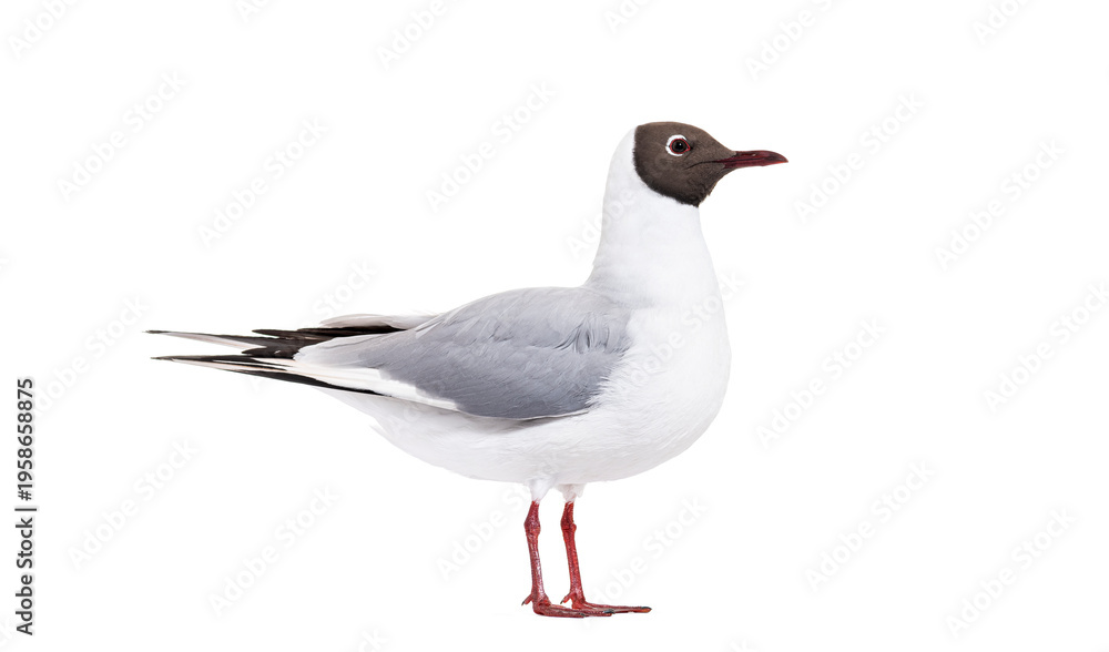 Fototapeta premium Black headed gull standing white background cut out