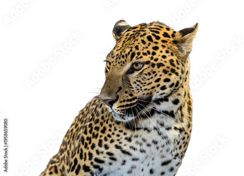 Fotografie Leopard head looking left on transparent background