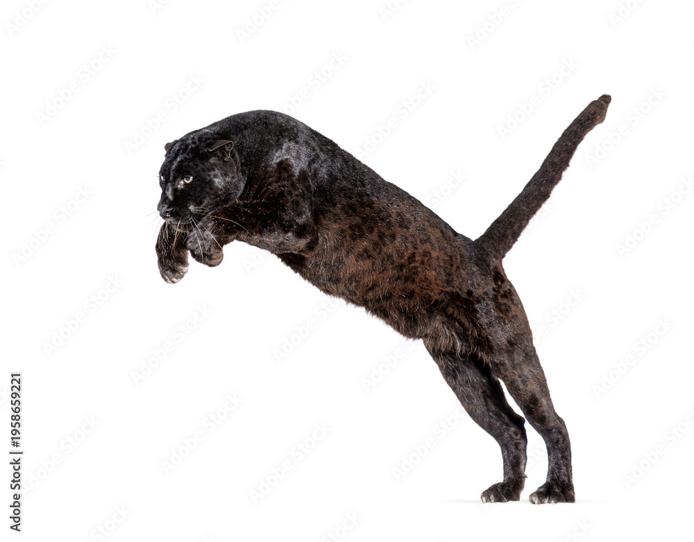 Fototapeta premium Black panther leaping action on transparent background