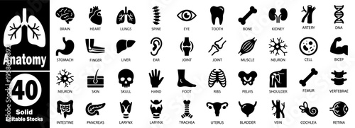 Anatomy solid icons set. Anatomical illustrations of human body organs and systems, 40 solid editable stock icons representing the brain, heart, lungs, kidney and more medical icons vector.