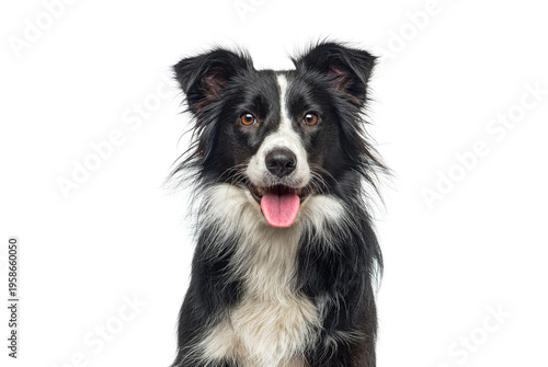 Border collie dog with happy expression on white background
