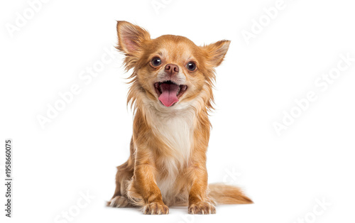 Happy long haired chihuahua dog panting and looking at camera