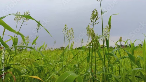 Tall Green Plants Swaying in the Wind Under a Cloudy Sky