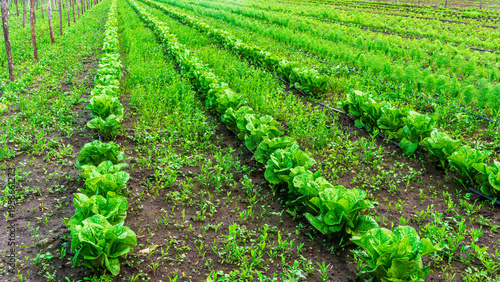 rows of vegetables of agricultural farm with green growth close up. Food production farmland concept.
