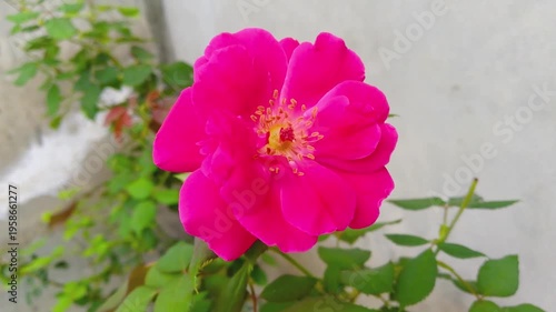 Pink Rose with Yellow Center and Green Leaves Against White Wall