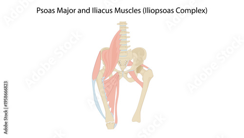 Psoas Major and Iliacus Muscles (Iliopsoas Complex)
iliopsoas showing psoas major and iliacus muscles extending from the lumbar spine to the femur.