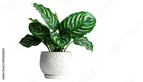 Calathea ornata plant in a decorative white pot set against a black background, soft lighting
