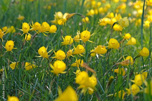 Fotografie Yellow Narcissus bulbocodium, hoop petticoat daffodil in flower.
