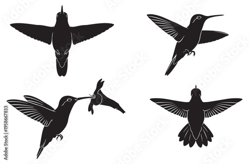Hummingbird silhouette collection showing small birds hovering and drinking nectar from flowers with delicate wing details and long beaks for nature and garden themed design projects